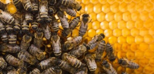 Na co stosować pyłek pszczeli?
